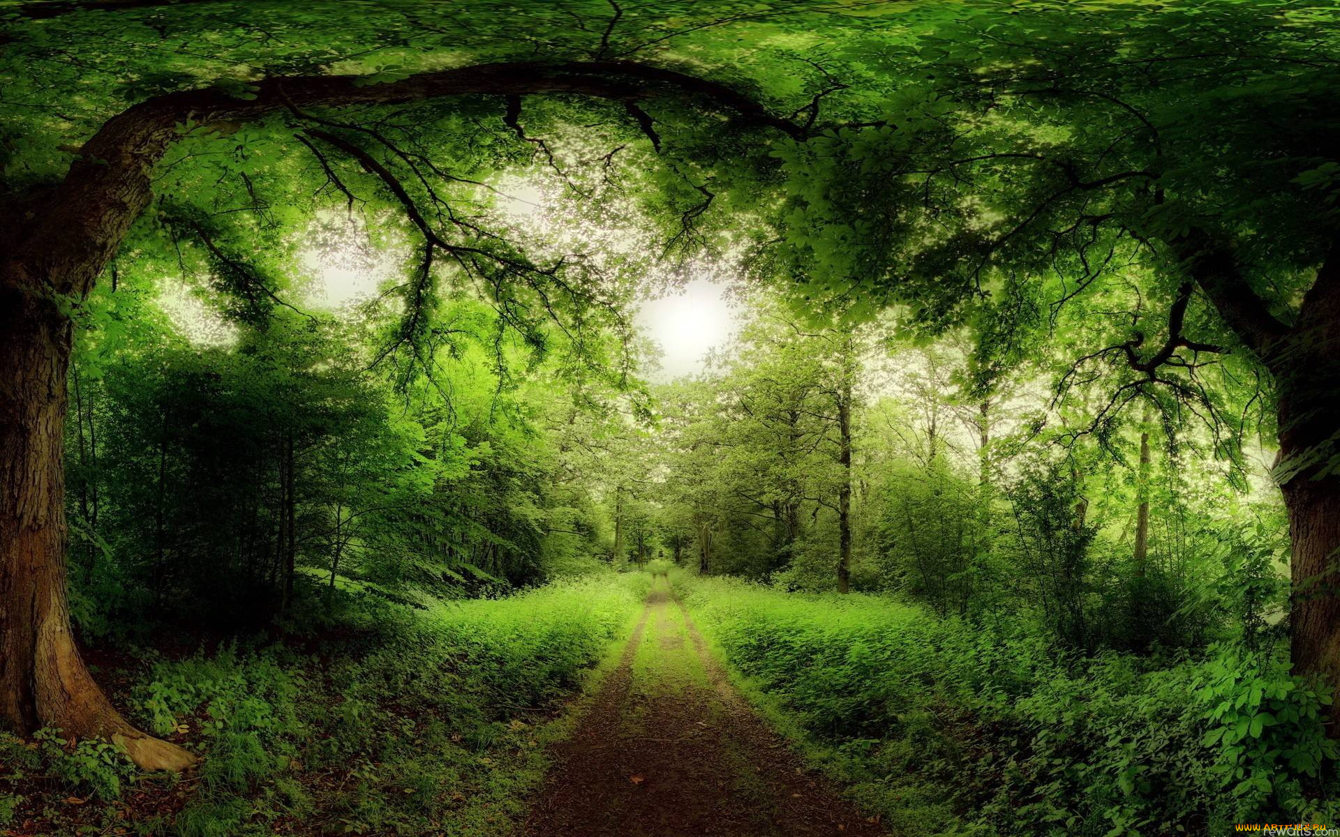 forest, , , , , , , 